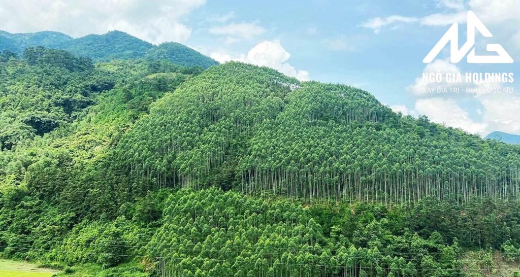 Đất rừng đặc dụng là gì? Quy định sử dụng mới nhất 2024