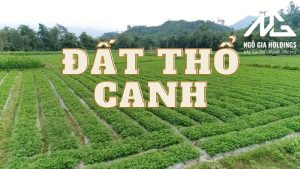 Đất thổ canh là gì? Các quy định liên quan đến đất thổ canh